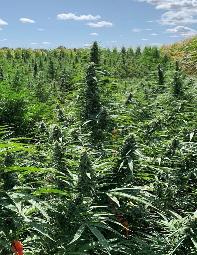 Davis Hemp Farms hemp field
